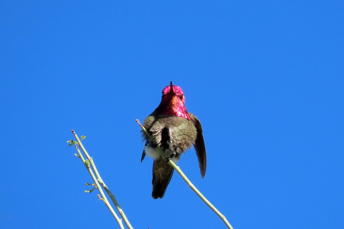 Anna's Hummingbird - ML617406938