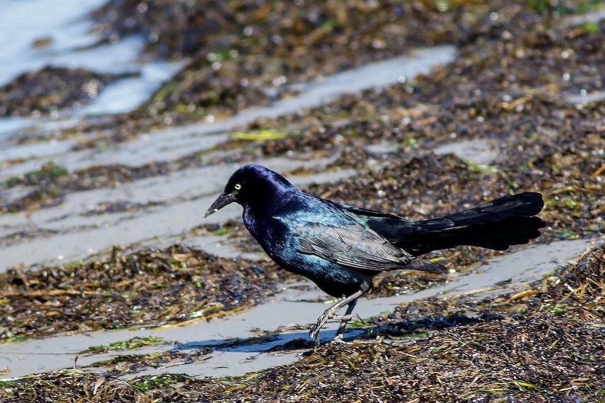 Boat-tailed Grackle - ML617406976
