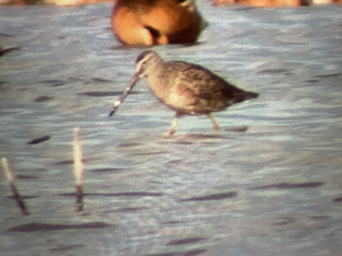 Long-billed Dowitcher - ML617407138