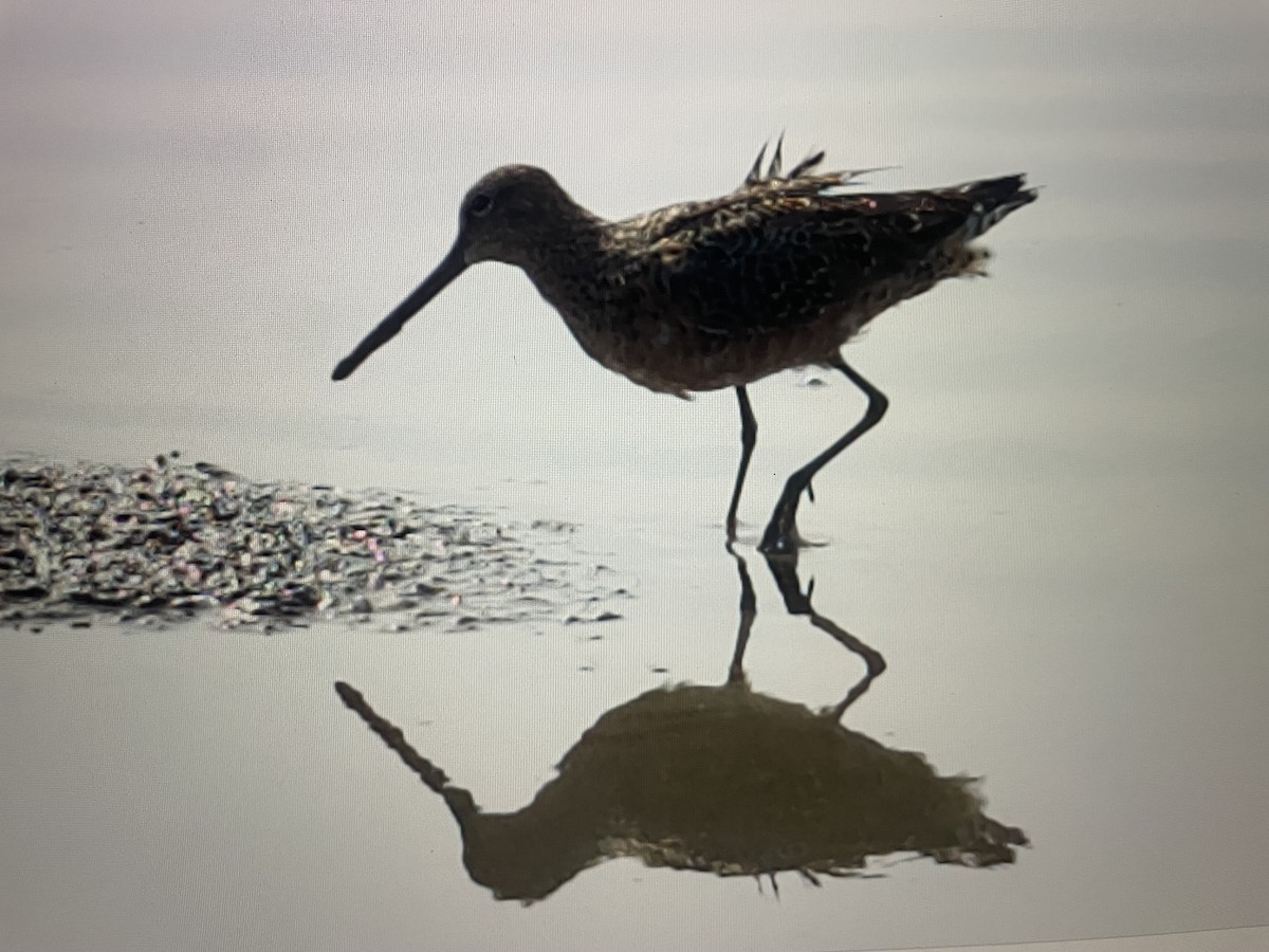 Long-billed Dowitcher - ML617407139