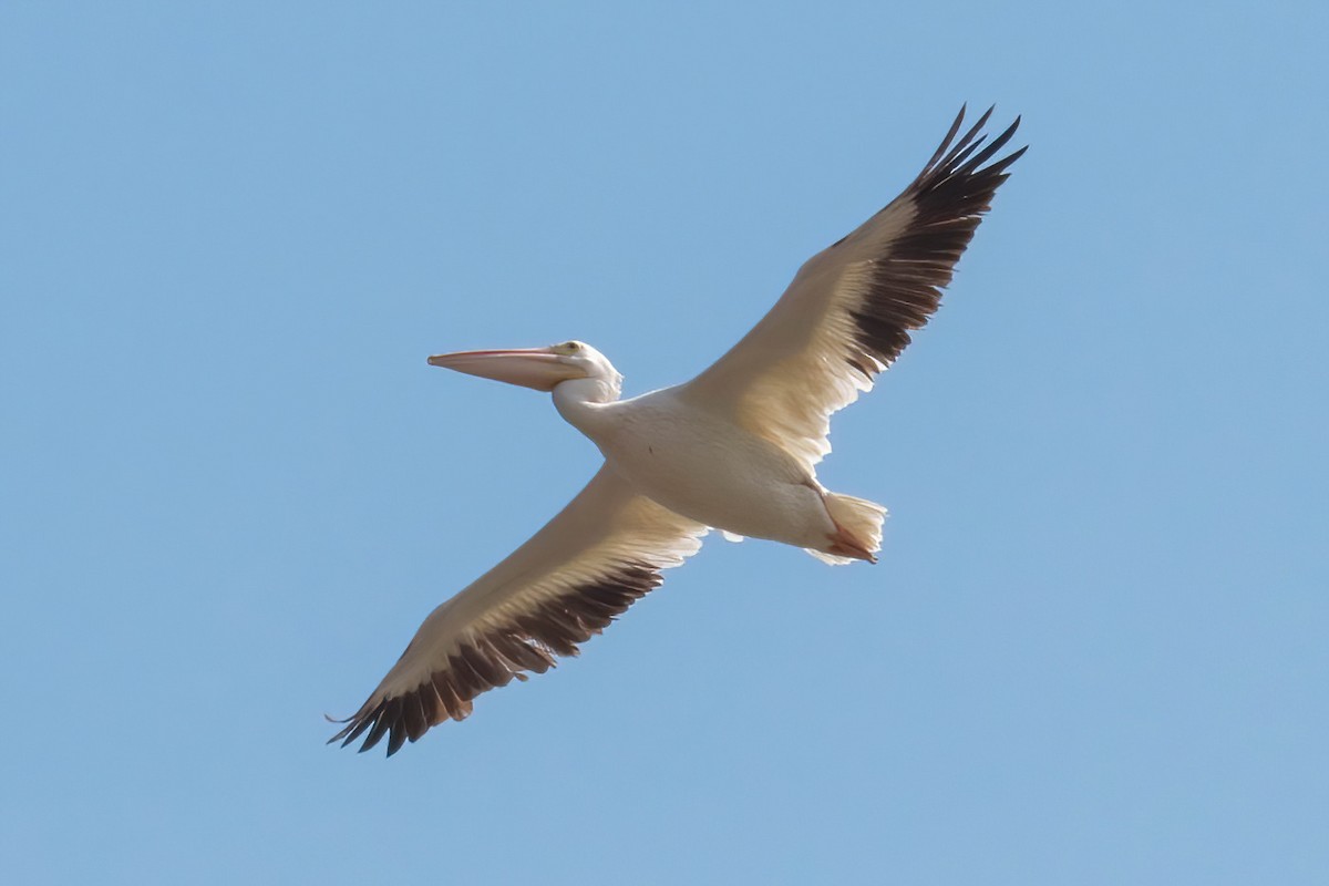 American White Pelican - ML617407217
