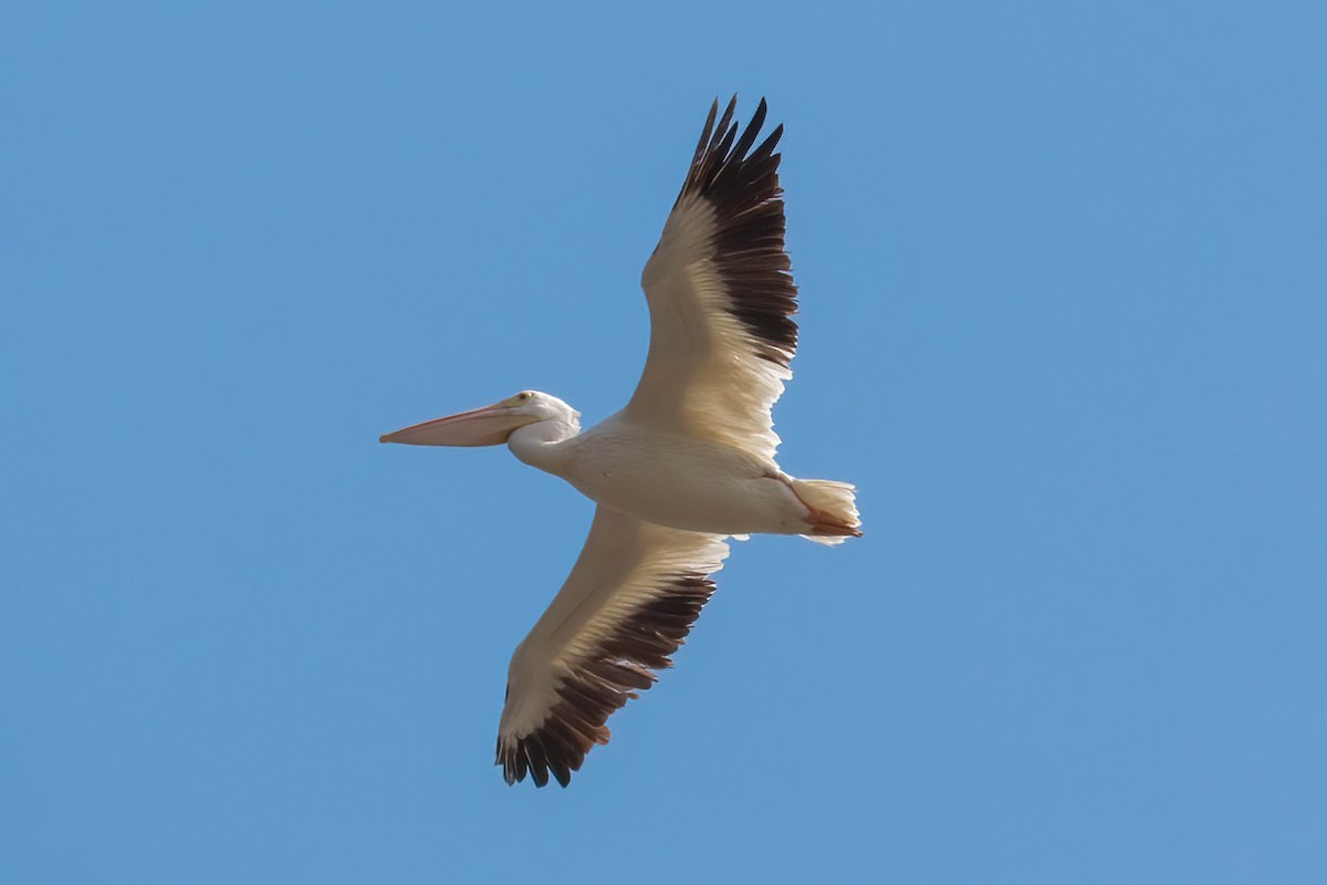 American White Pelican - ML617407219