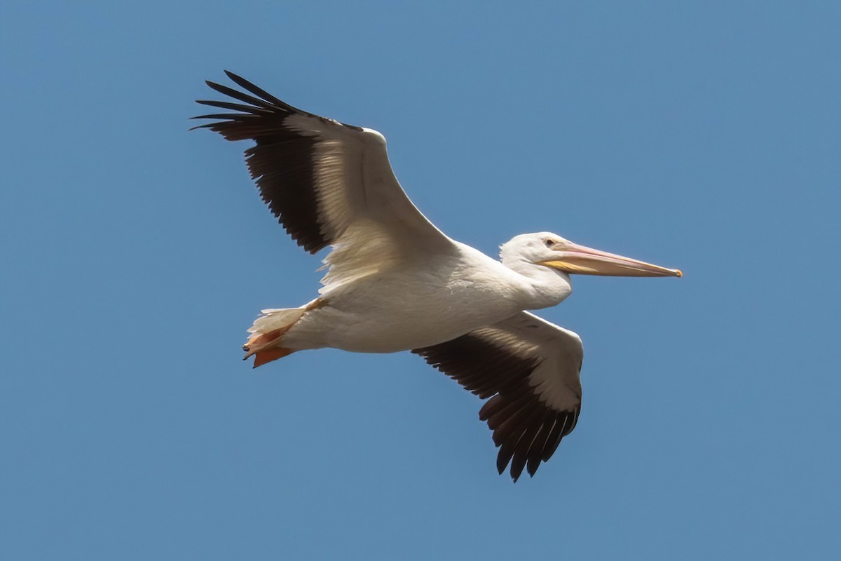 American White Pelican - ML617407221
