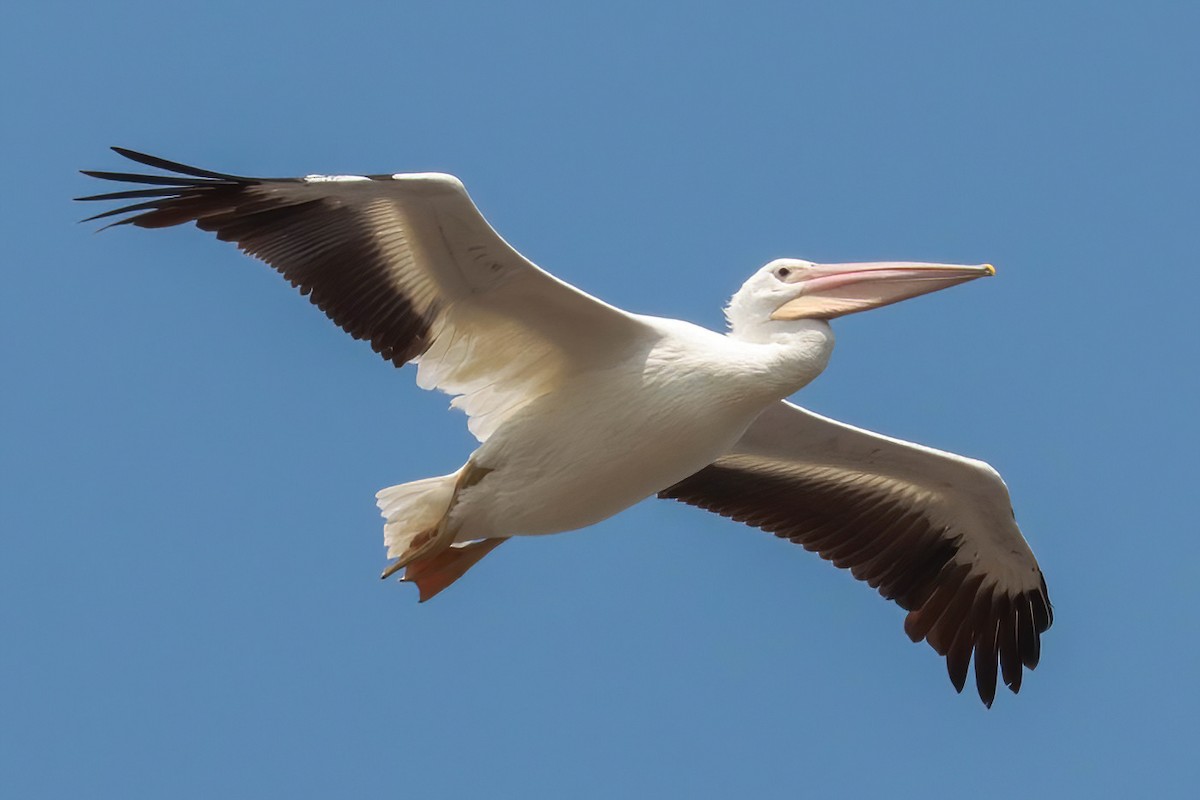 American White Pelican - ML617407222