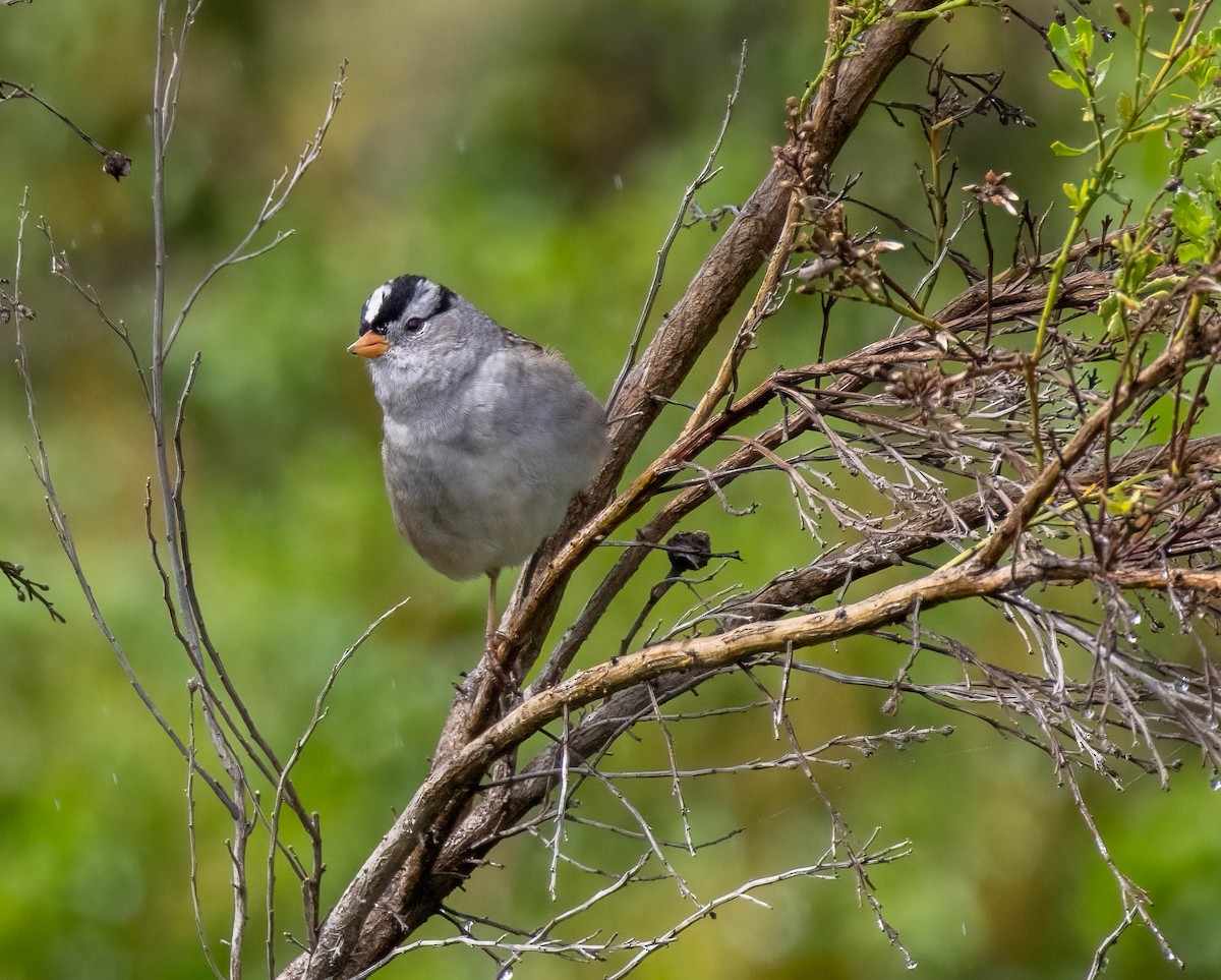 White-crowned Sparrow - ML617407385