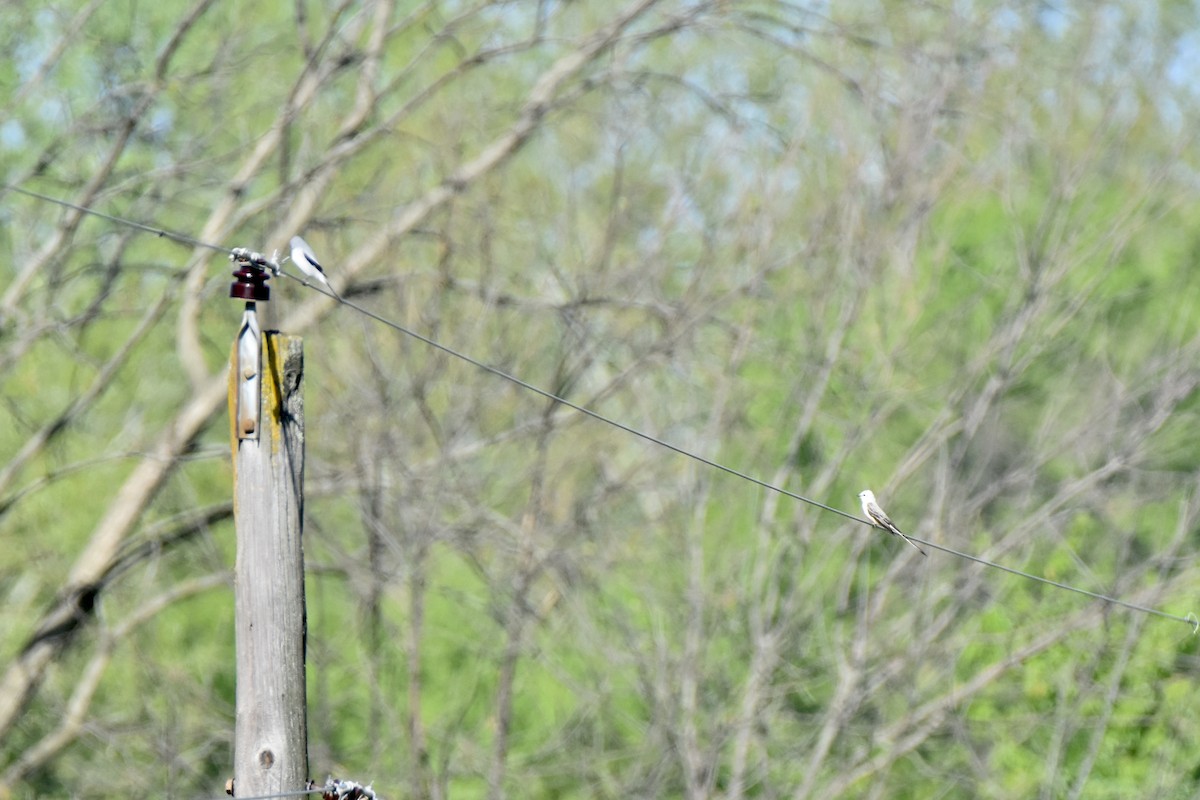 Scissor-tailed Flycatcher - Pete Monacell