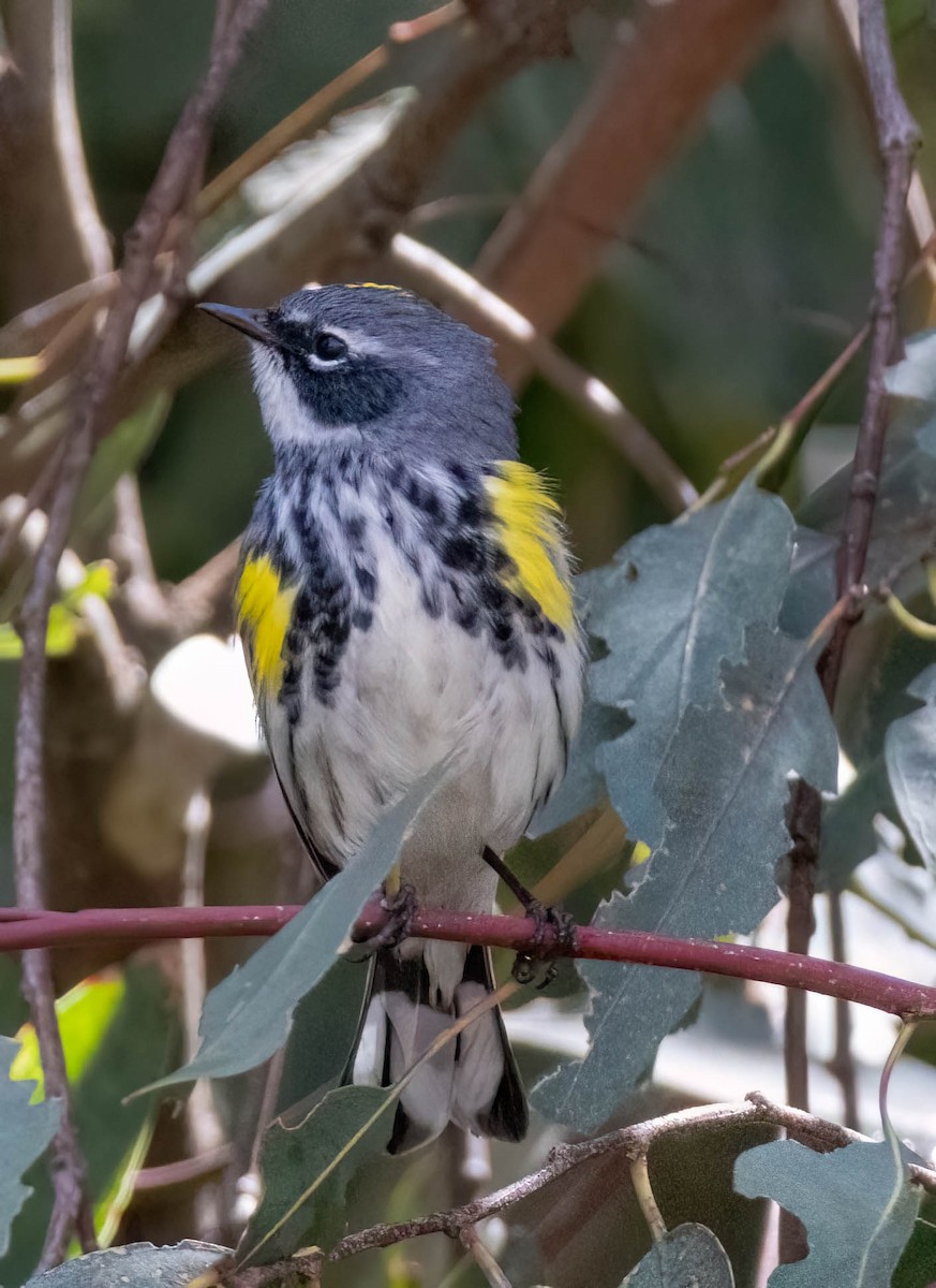 Yellow-rumped Warbler (Myrtle) - Christine Jacobs