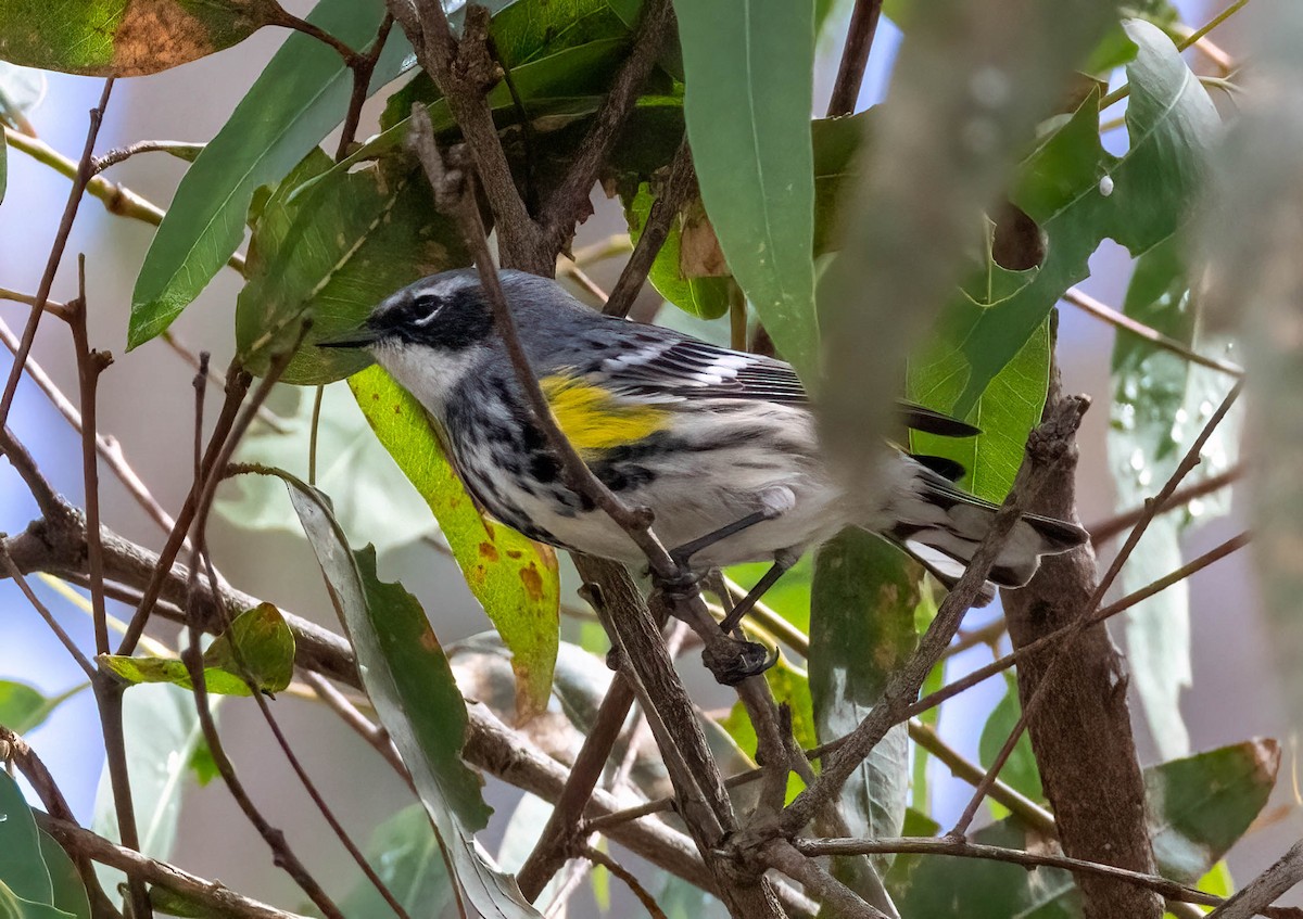 Yellow-rumped Warbler (Myrtle) - ML617407466