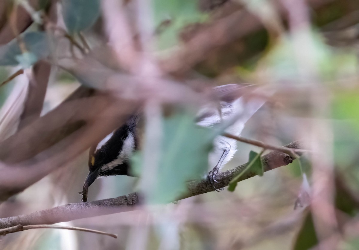 Black-throated Gray Warbler - ML617407469