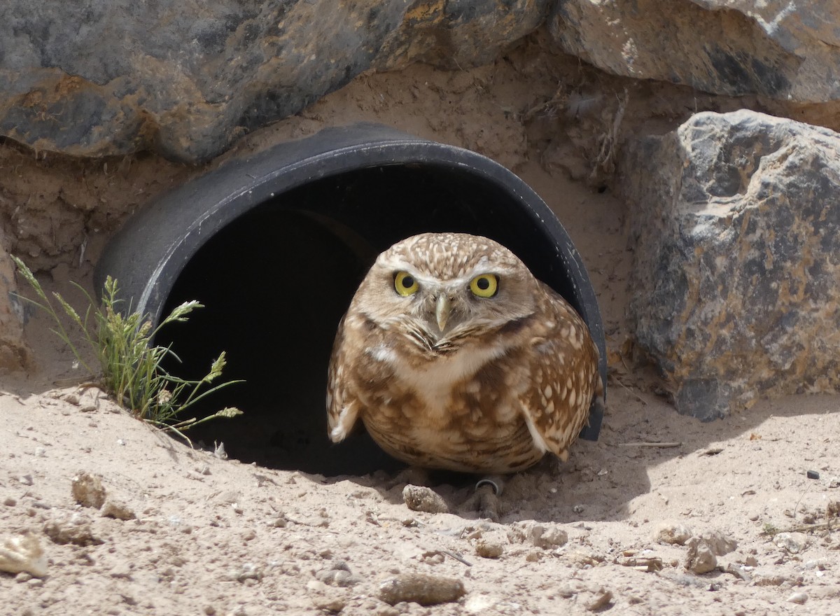 Burrowing Owl - ML617407558
