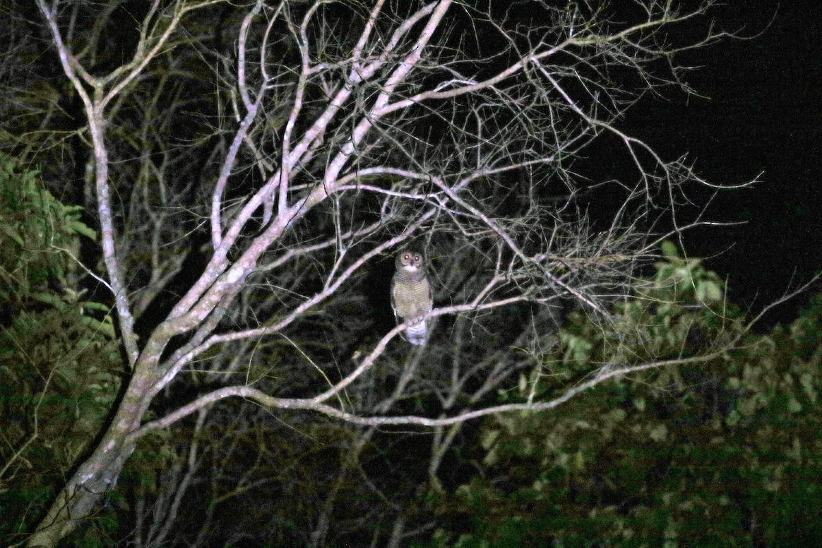 Spotted Wood-Owl - ML617407599