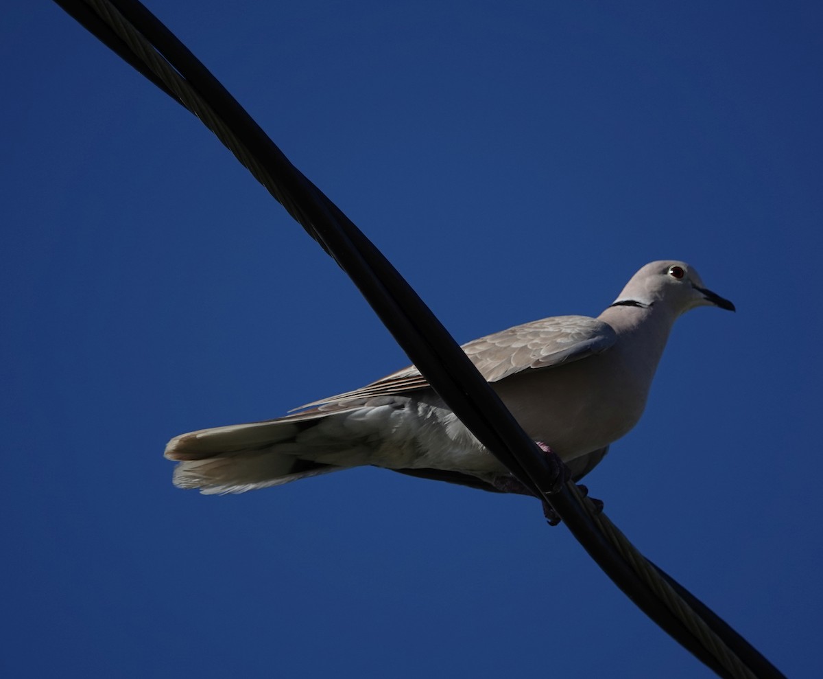 African Collared-Dove - ML617407703