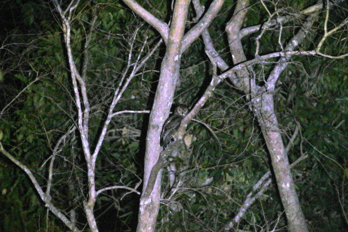 Spotted Wood-Owl - ML617407790