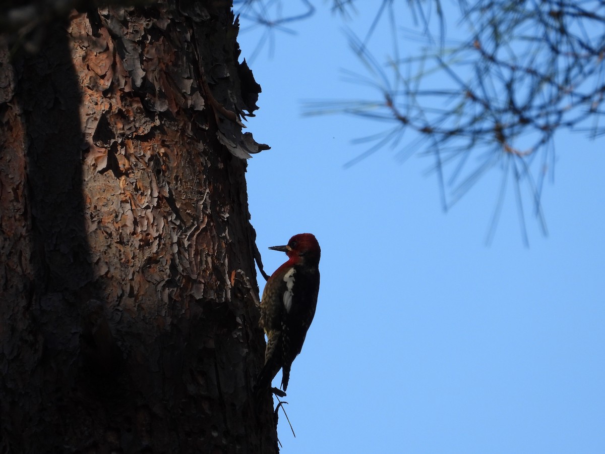 Red-breasted Sapsucker - ML617407927
