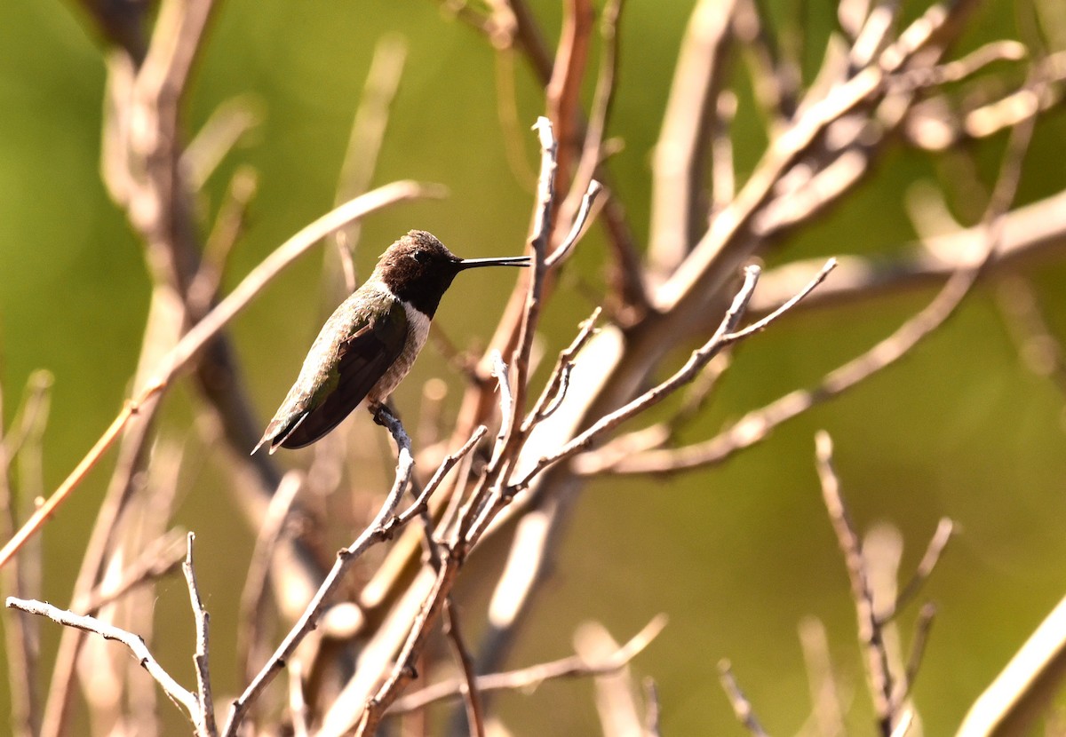 Black-chinned Hummingbird - ML617407982