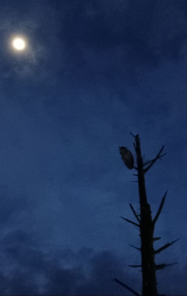 Spot-bellied Eagle-Owl - ML617408153