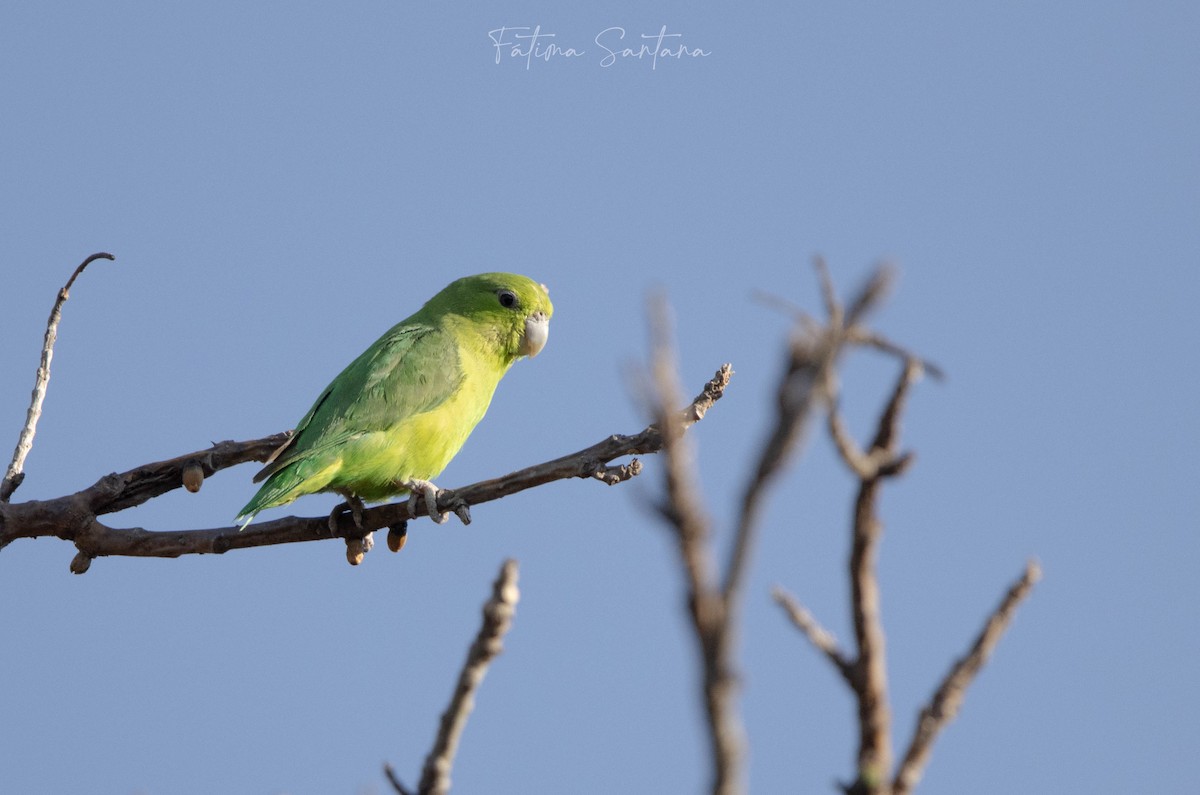 Mexican Parrotlet - ML617408156