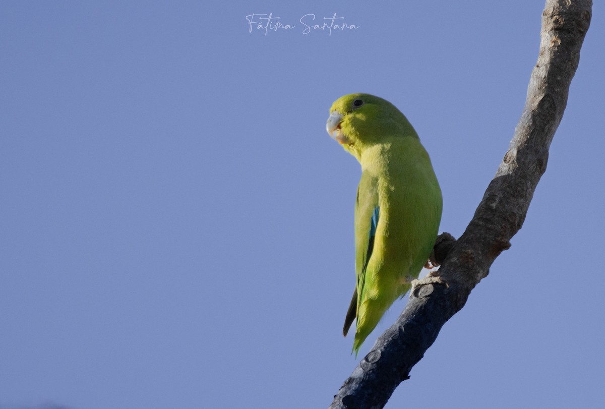 Mexican Parrotlet - ML617408157