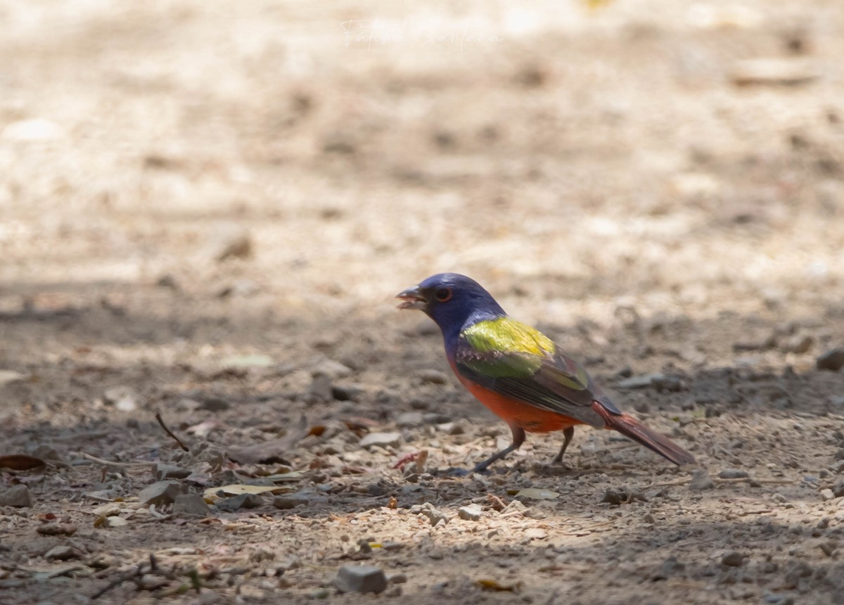 Painted Bunting - ML617408283