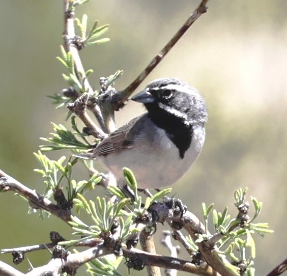Black-throated Sparrow - ML617408342