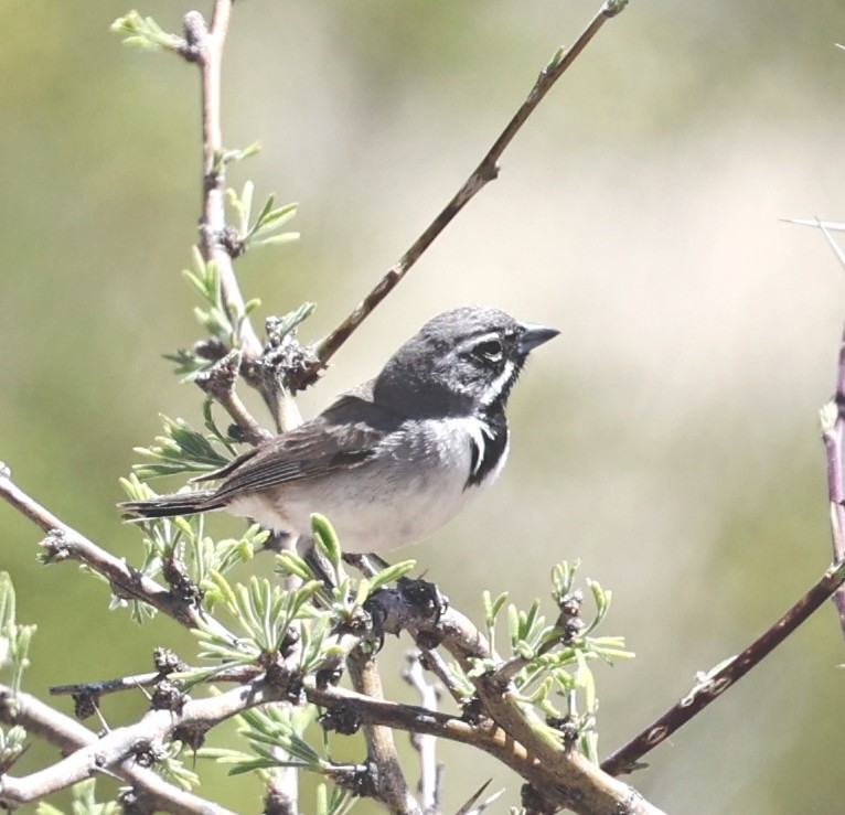 Black-throated Sparrow - Dale & Margaret Raven