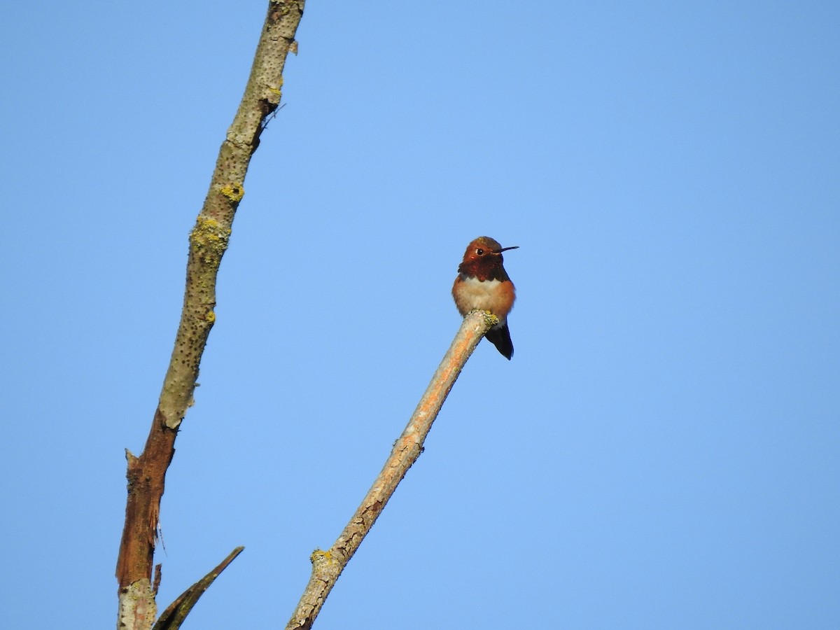 Rufous Hummingbird - ML617408353