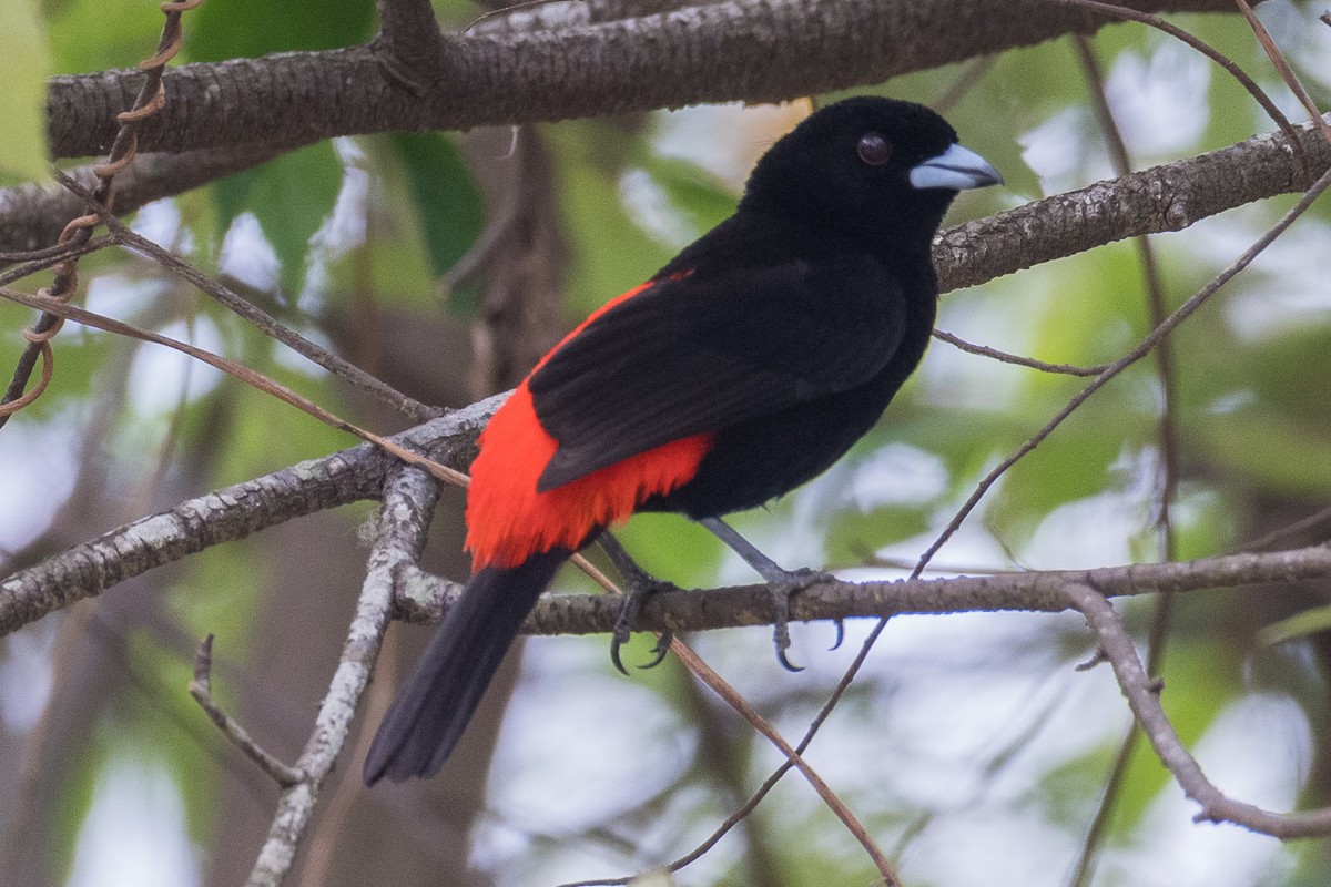 Scarlet-rumped Tanager - ML617408374