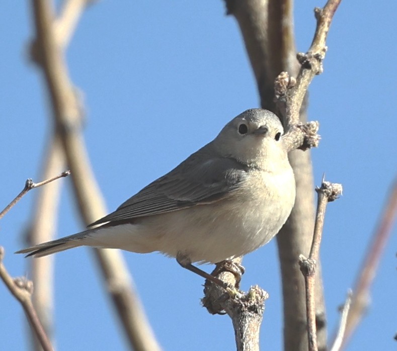Lucy's Warbler - ML617408375