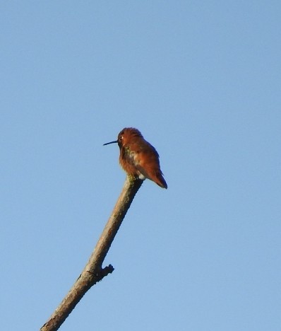 Rufous Hummingbird - ML617408379