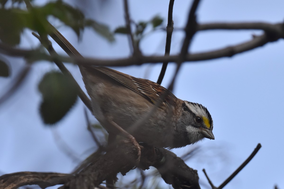 White-throated Sparrow - ML617408539