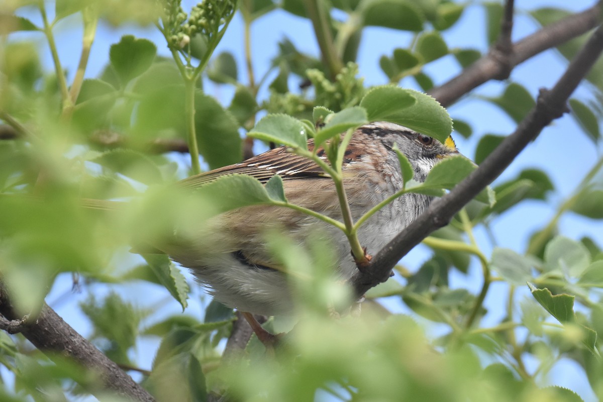 White-throated Sparrow - ML617408544