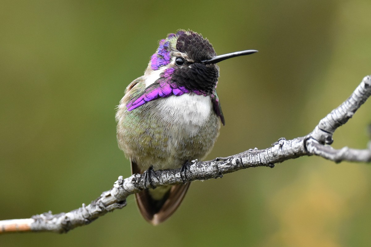 Costa's Hummingbird - ML617408553