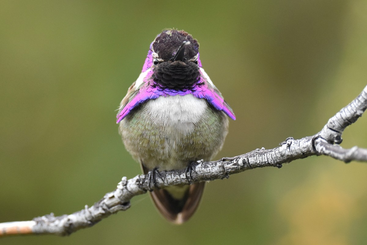 Costa's Hummingbird - ML617408554