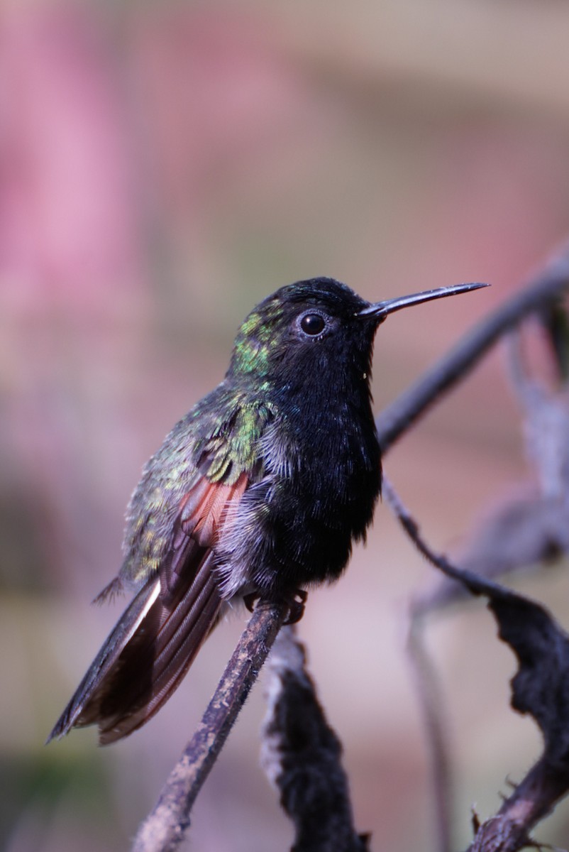 Black-bellied Hummingbird - ML617408716