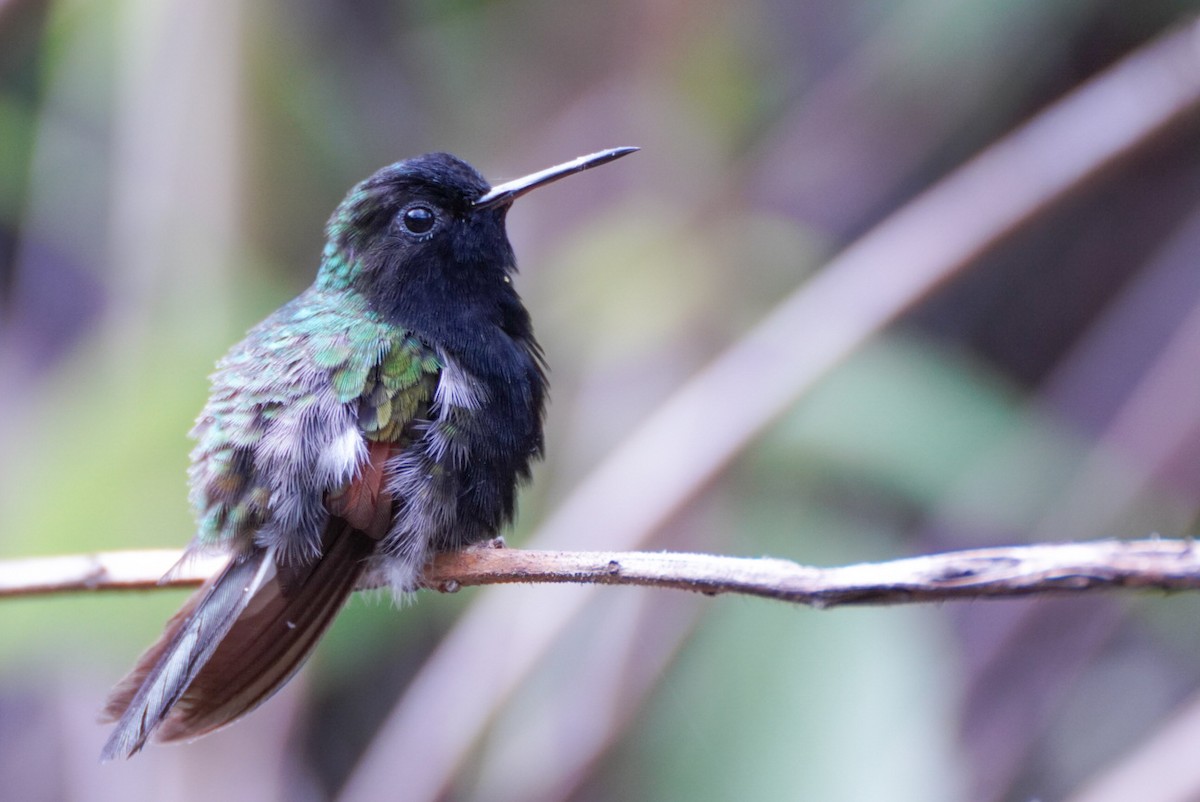 Black-bellied Hummingbird - Teylor Redondo