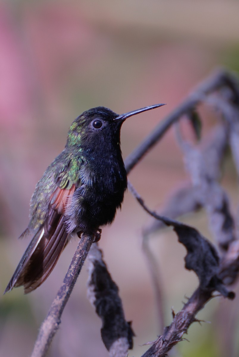 Black-bellied Hummingbird - ML617408718