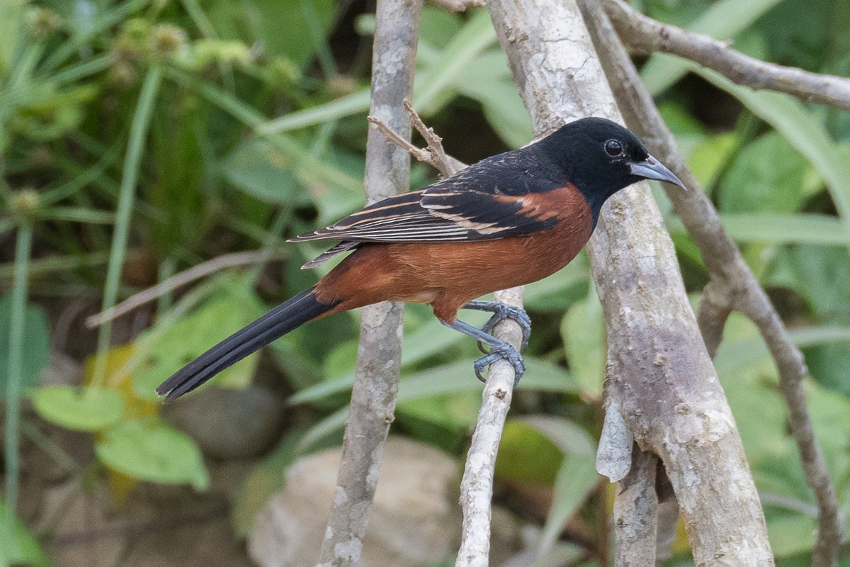 Orchard Oriole - ML617408749