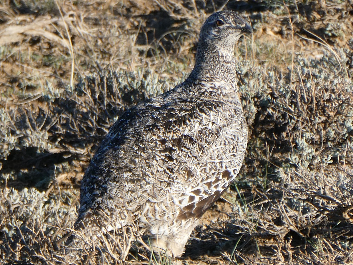Greater Sage-Grouse - ML617408764