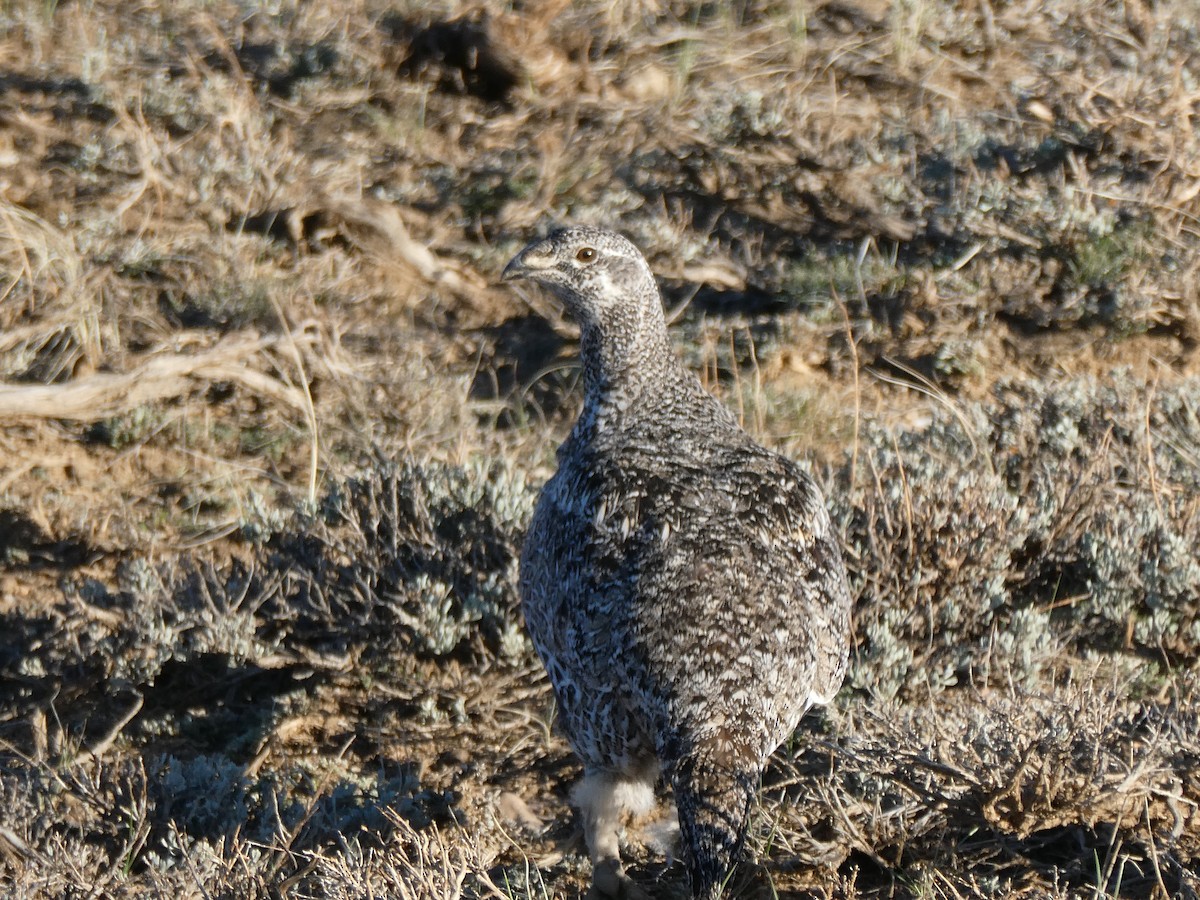 Greater Sage-Grouse - ML617408765