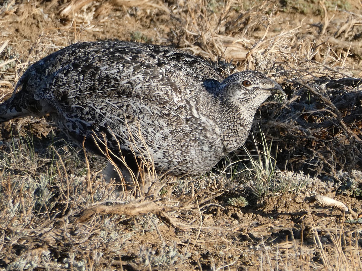 Greater Sage-Grouse - ML617408789