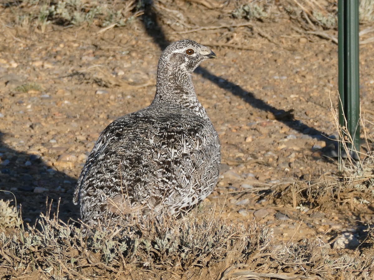 Greater Sage-Grouse - ML617408793