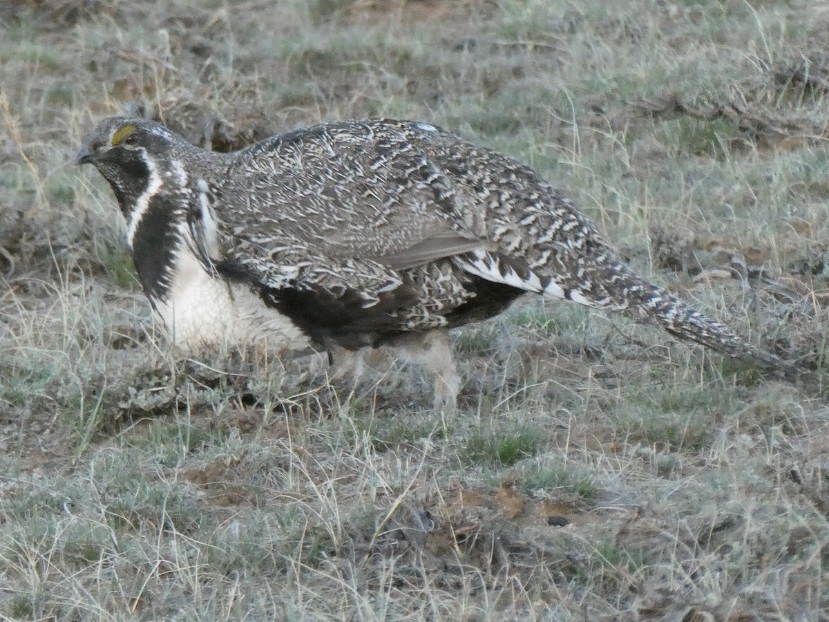 Greater Sage-Grouse - ML617408835