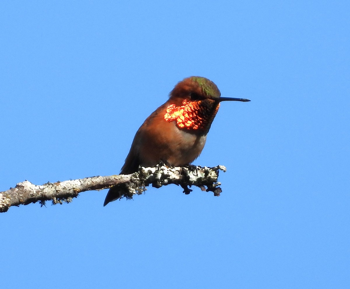 Rufous Hummingbird - ML617408844