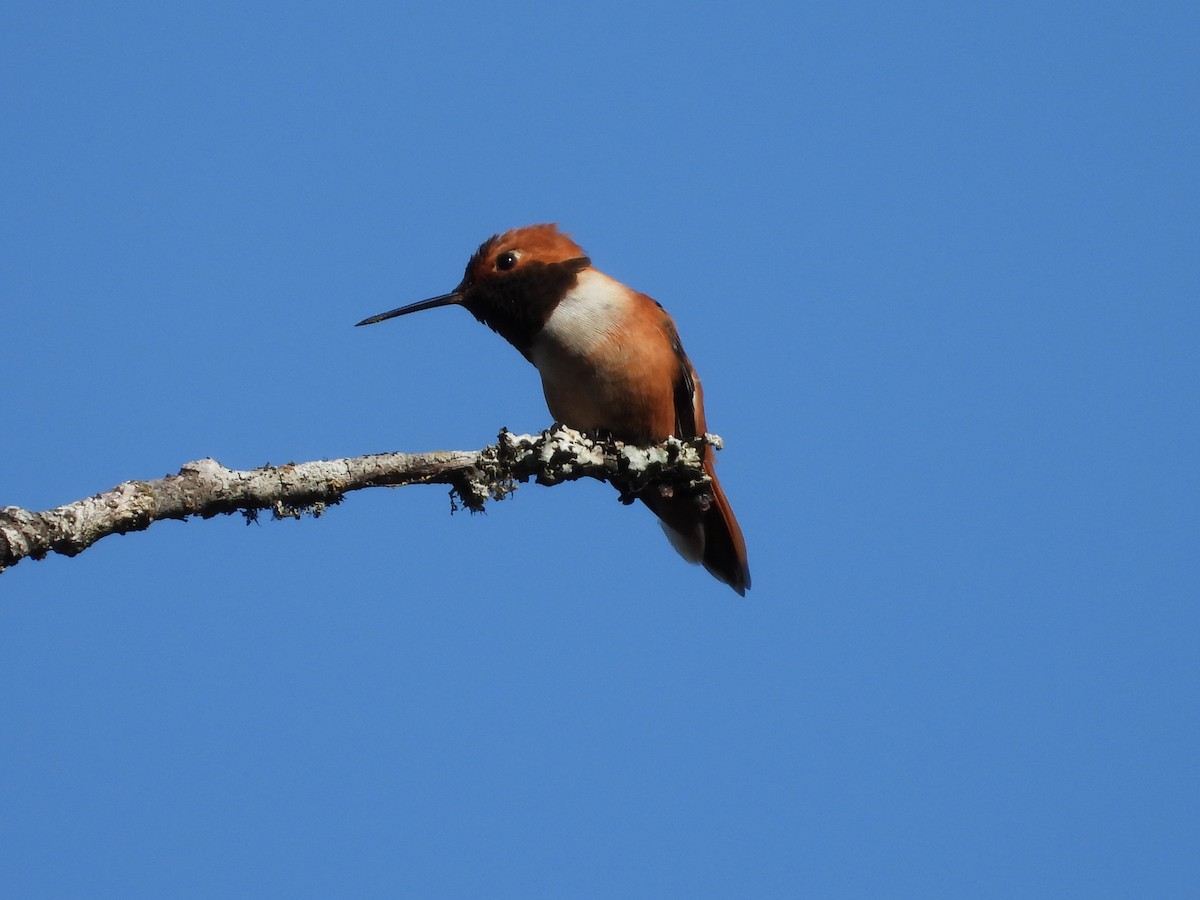 Rufous Hummingbird - ML617408846