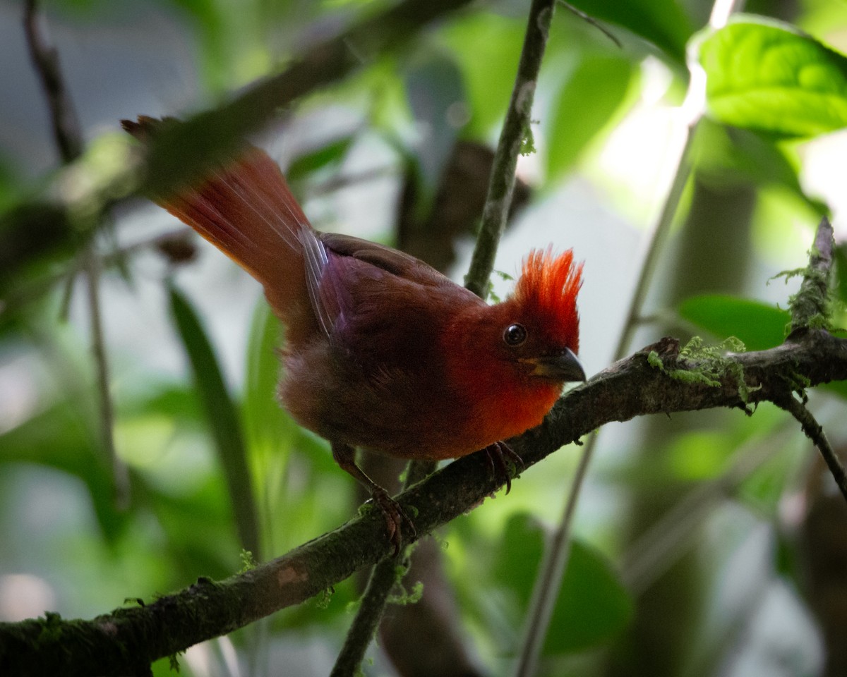 Crested Ant-Tanager - ML617408860