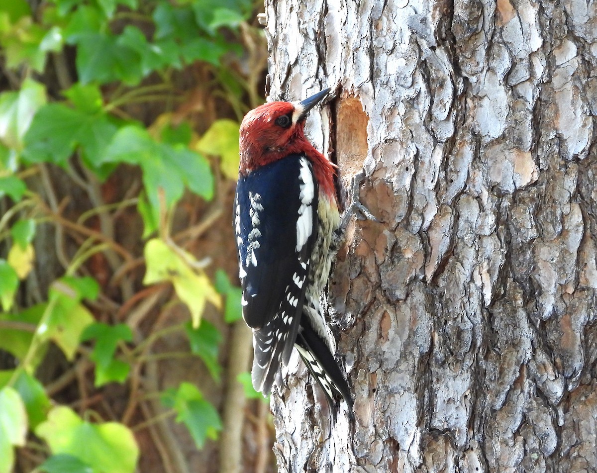 Red-breasted Sapsucker - ML617408875