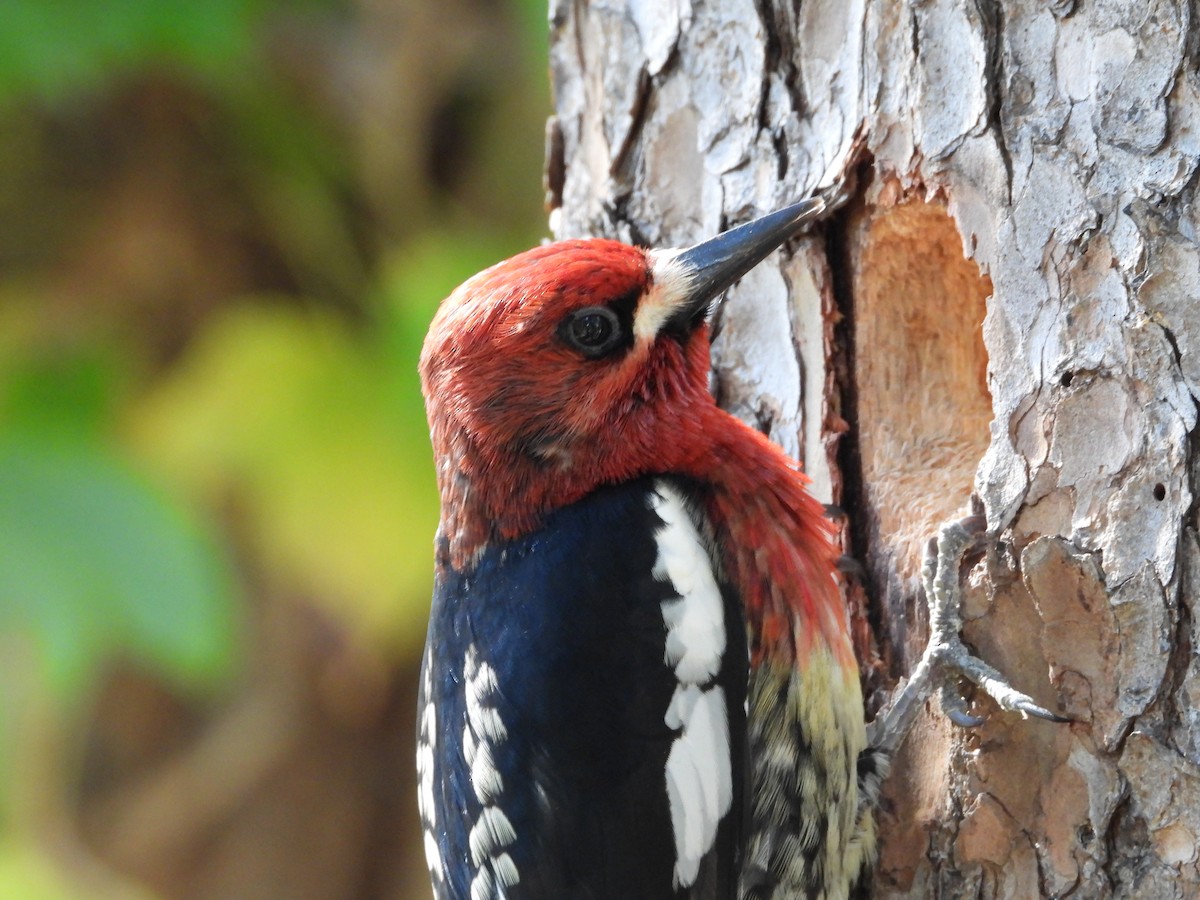 Red-breasted Sapsucker - ML617408876