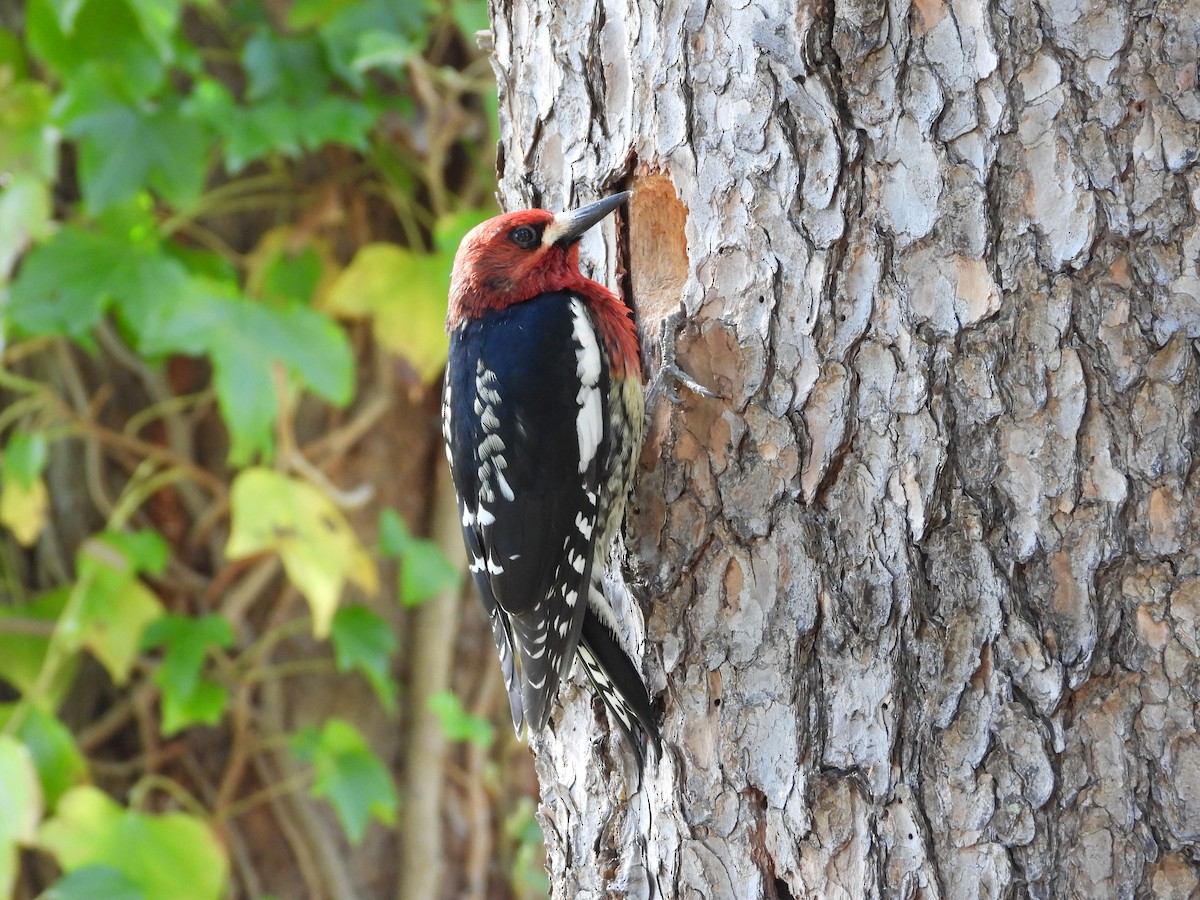 Red-breasted Sapsucker - ML617408877