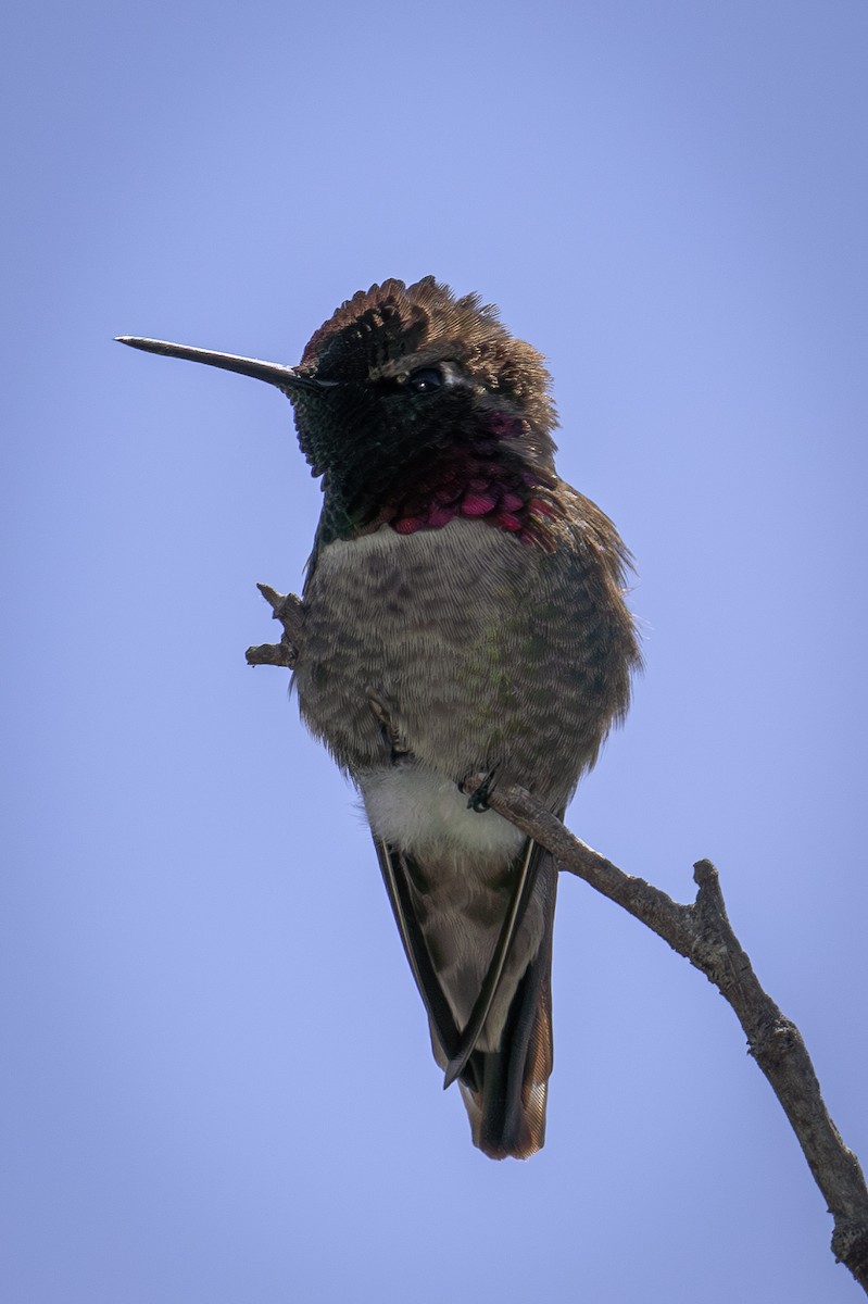 Anna's Hummingbird - Richie Frerking