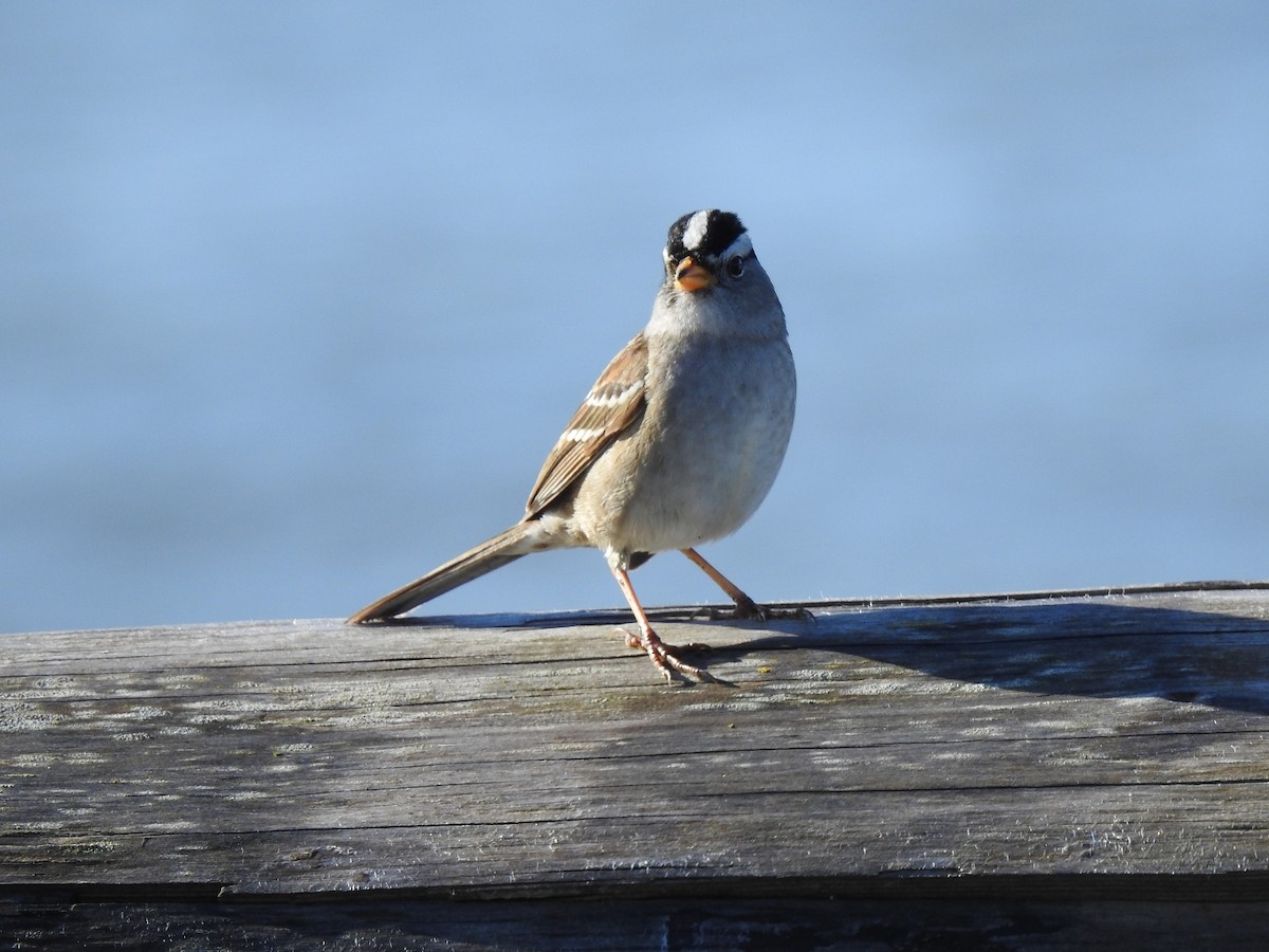 White-crowned Sparrow - Germ Germain